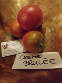 Creme Brulee paradicsom - Paradicsom különlegességek az Egzotikus Növények Stúdiója kínálatából